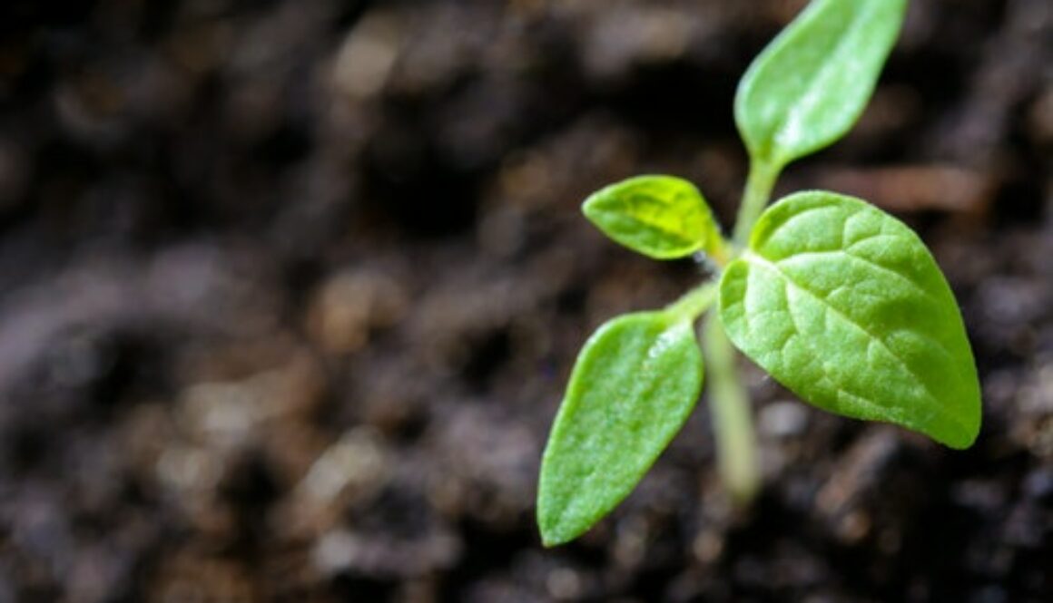 closeup-photo-of-sprout-1002703