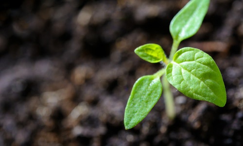 closeup-photo-of-sprout-1002703